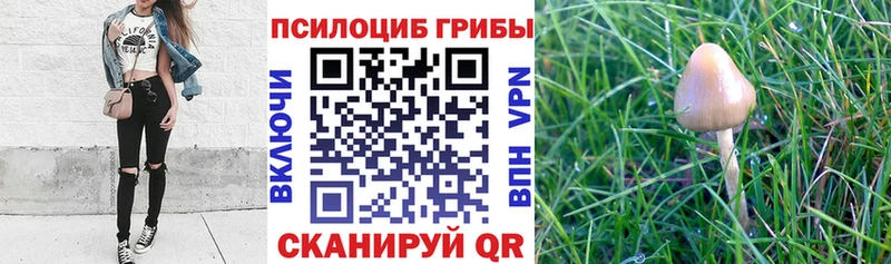 Псилоцибиновые грибы Cubensis  цена наркотик  Рыбинск 